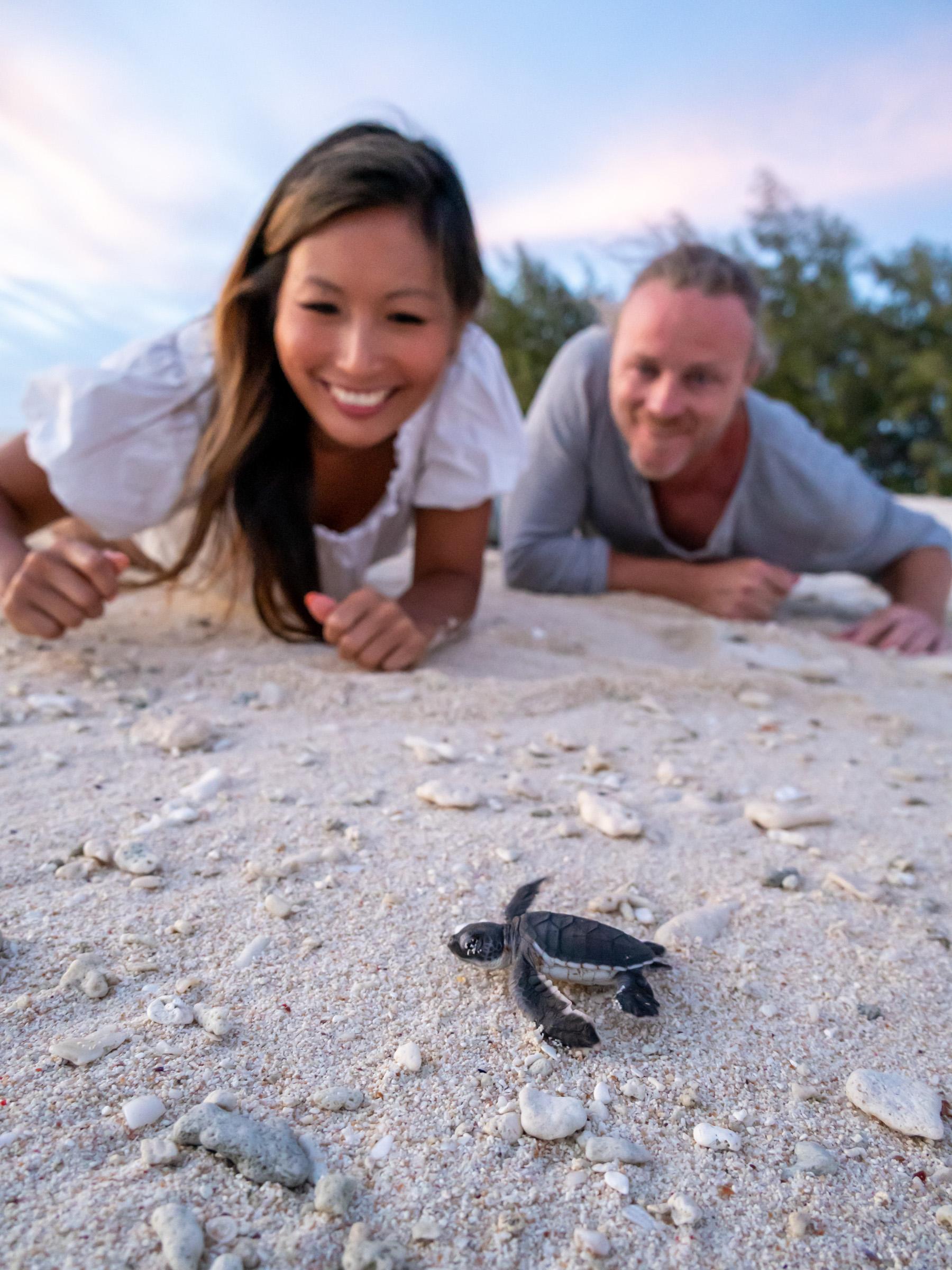 Couple watching a baby turtle (hatchling), on Lady Musgrave Island, make its way from the white pebbly beach to the water