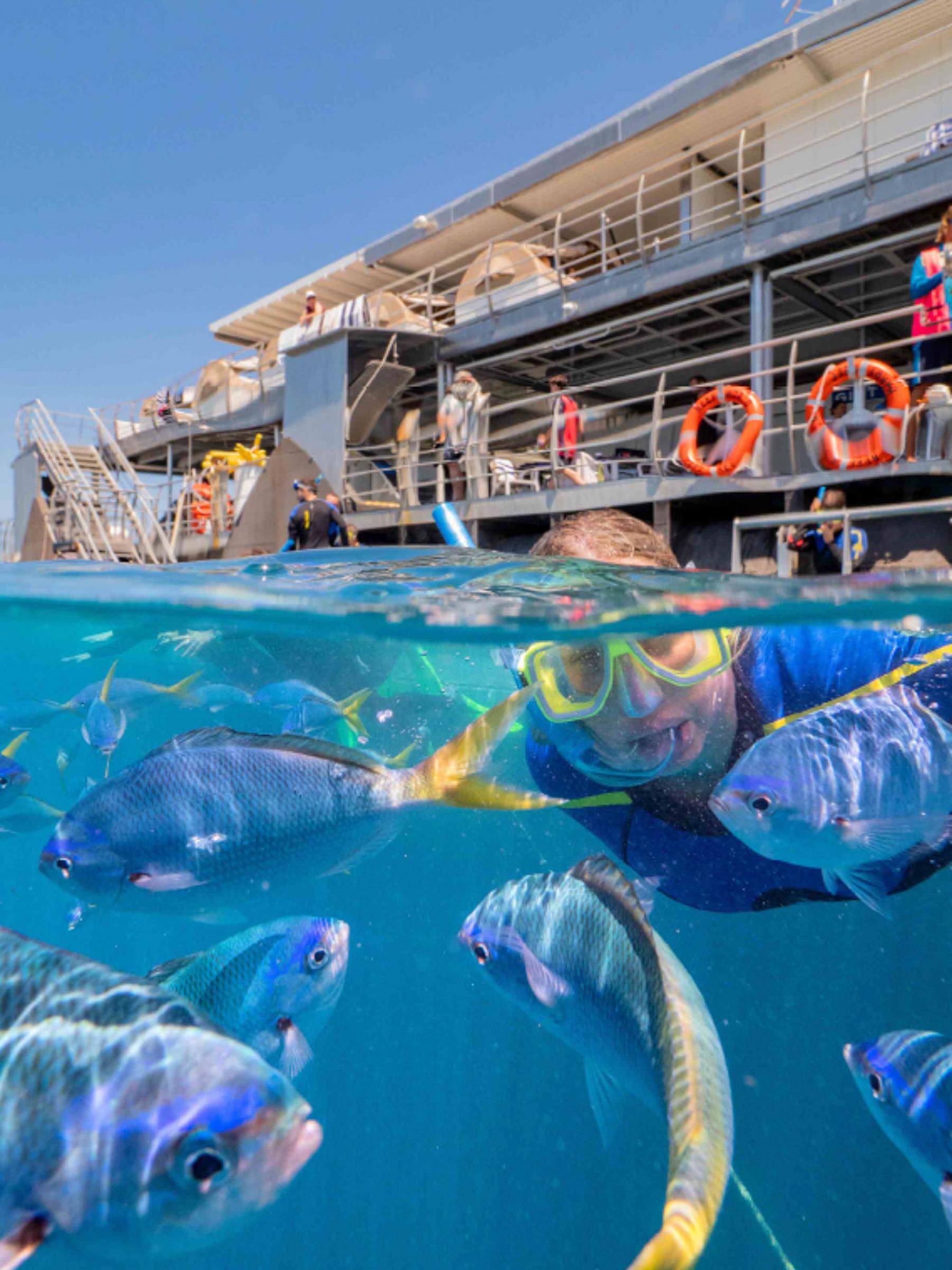 Person snorkelling with tropical fish, with diving cruise filled with other snorkelers behind them