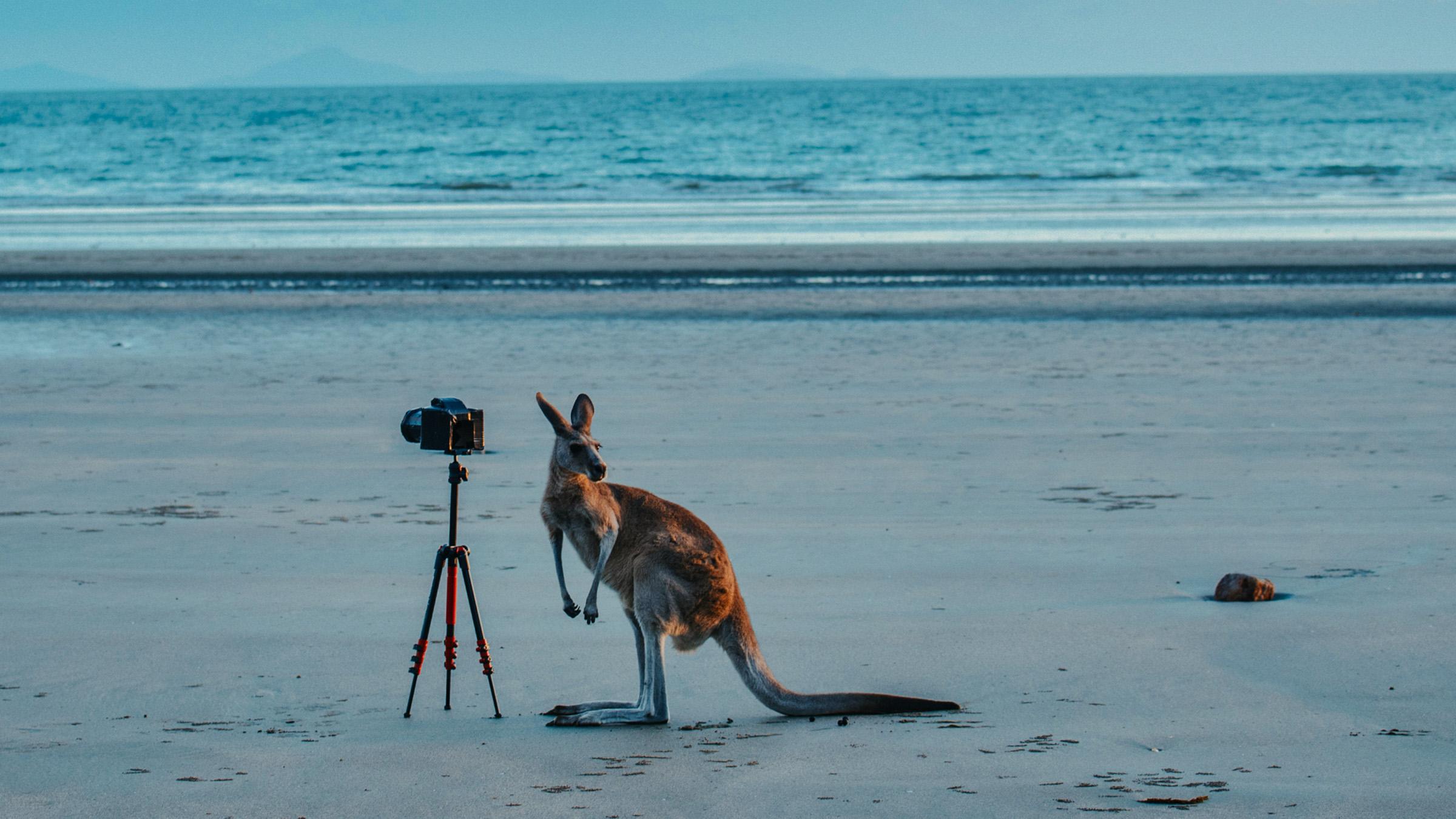 A kangaroo on a beach approaches a camera set up on a stand
