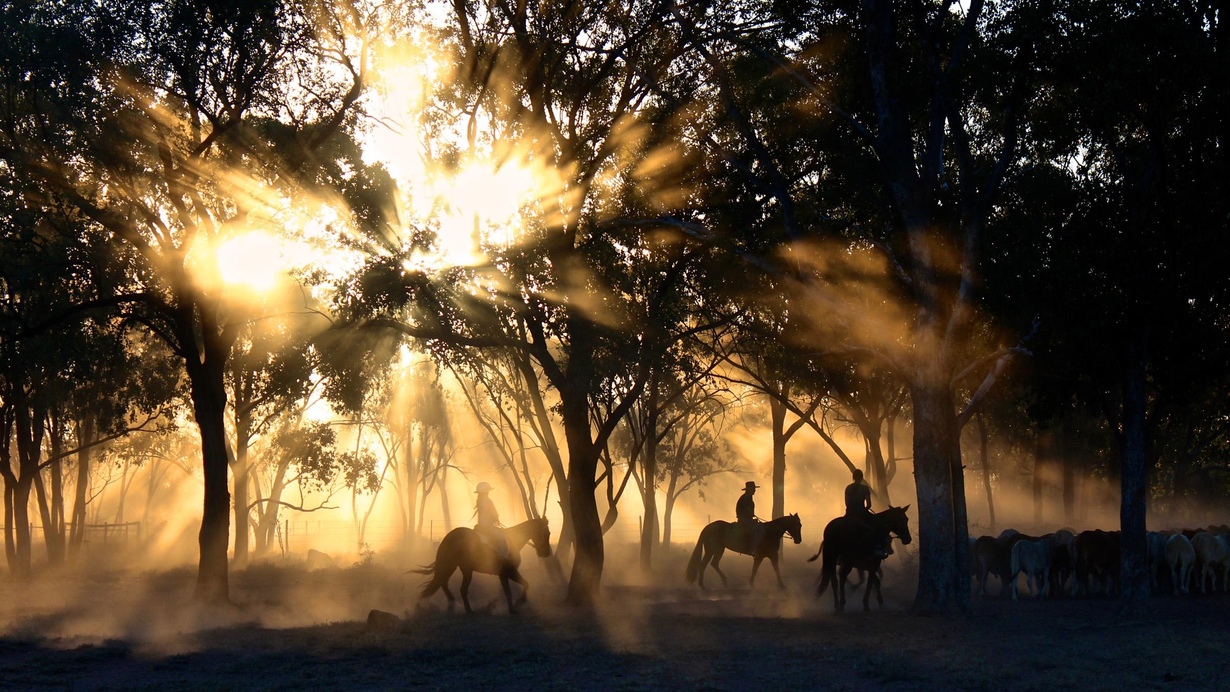 Three horse riders mustering a herd of cattle in dusty bush landscape