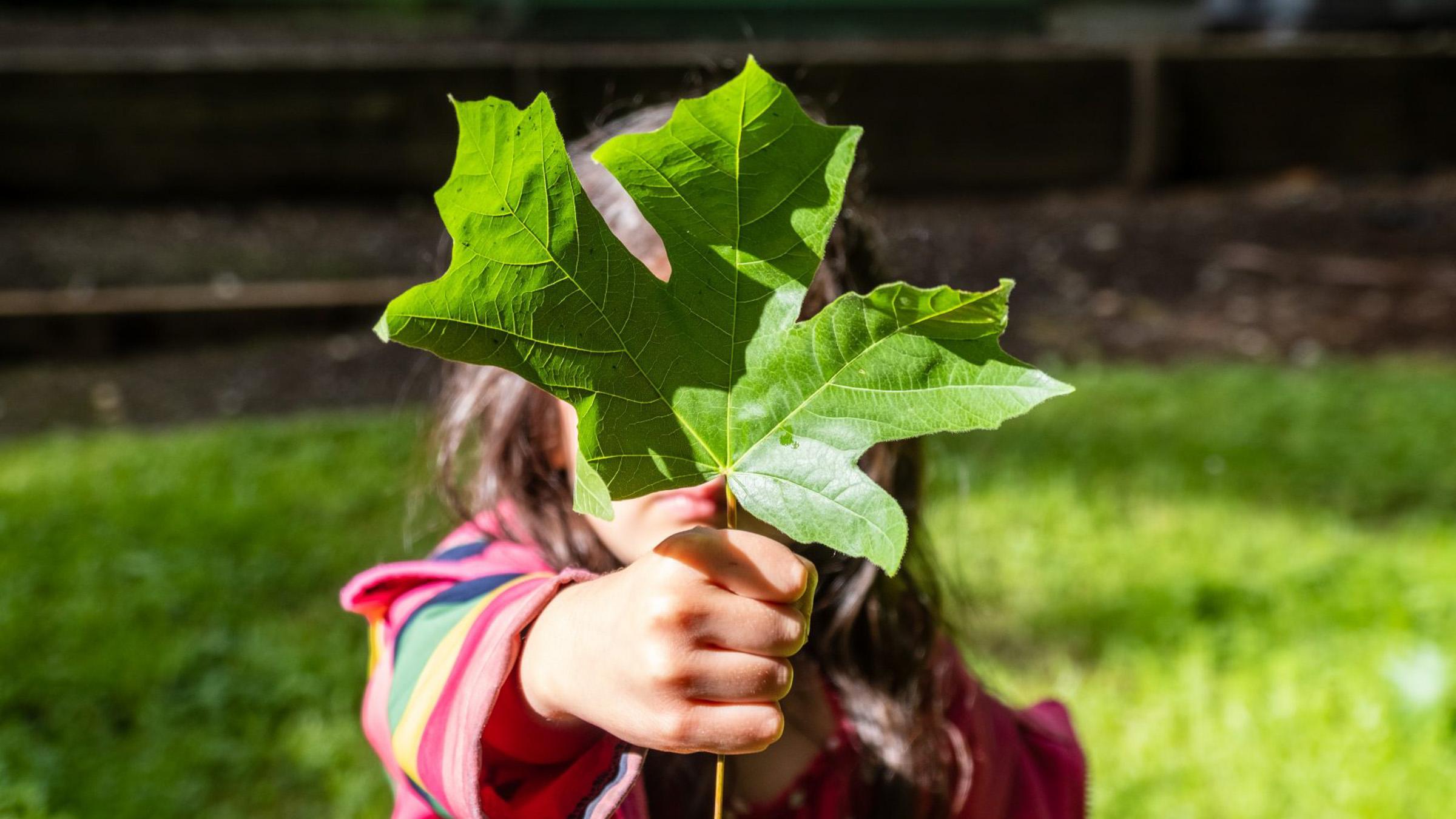 Young child holding a large leaf in front of their face