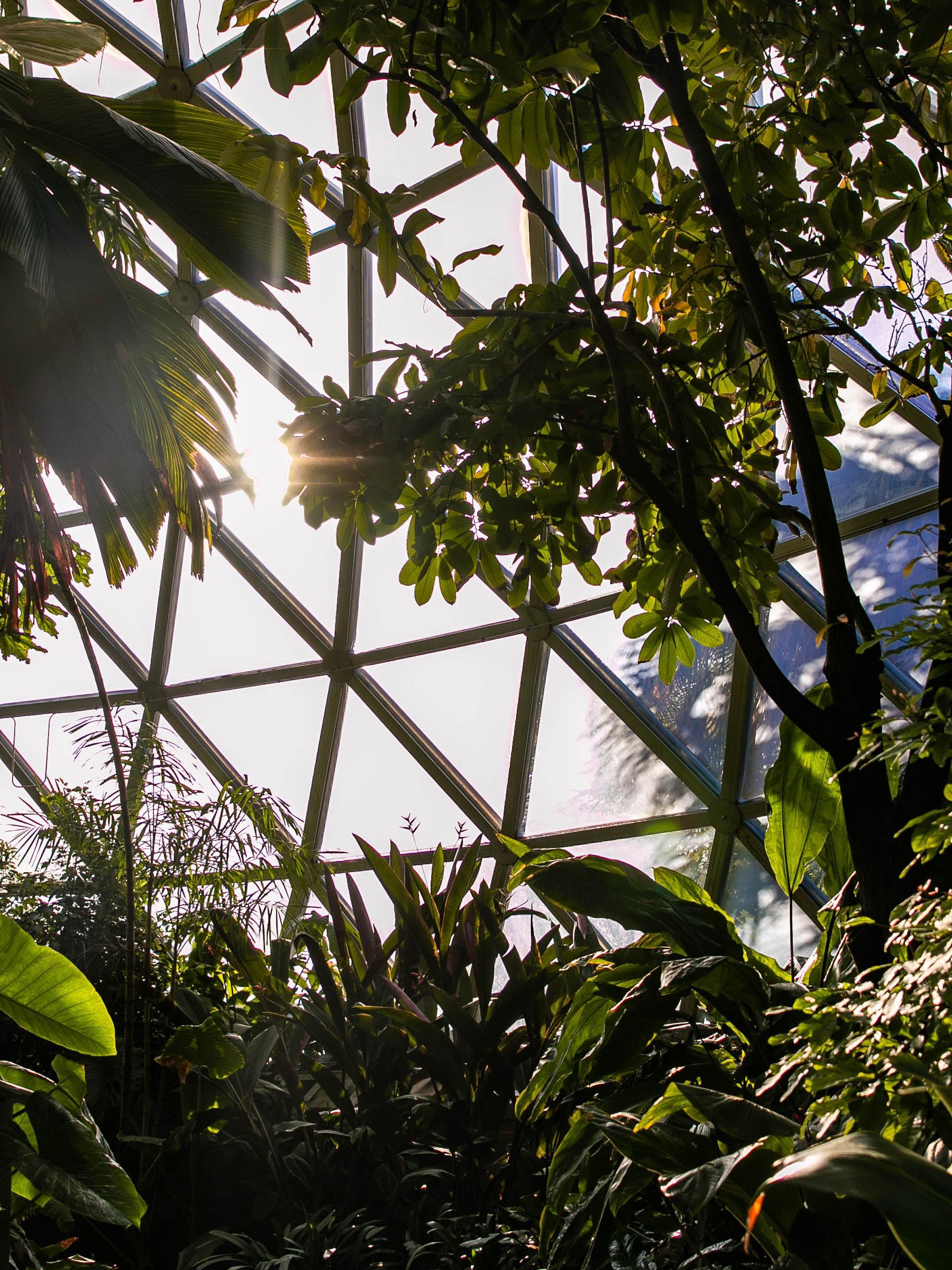 Light shining through glass windows of large greenhouse dome with lush tropical plants inside