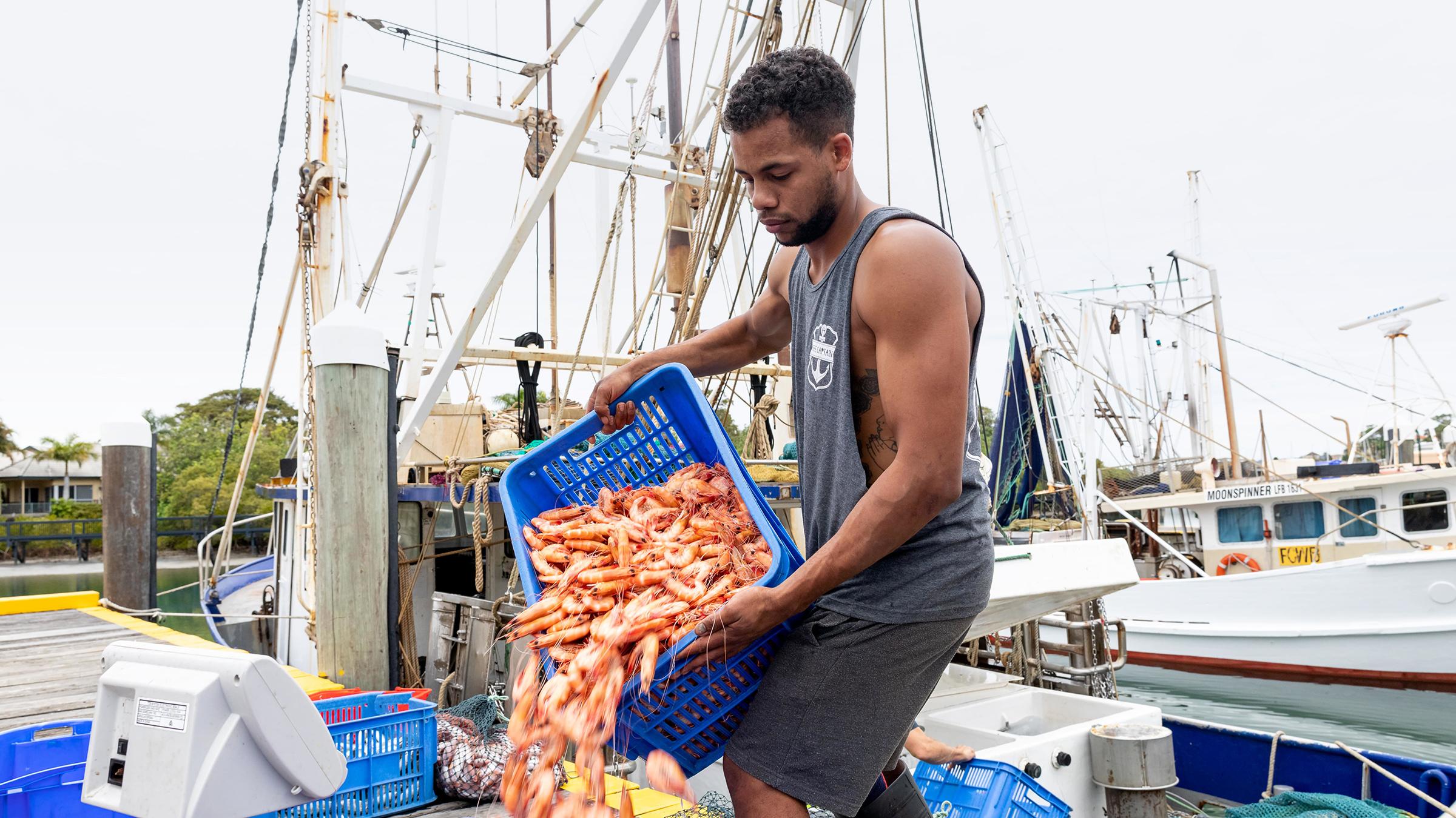 Man standing on a dock pouring out basket of prawns